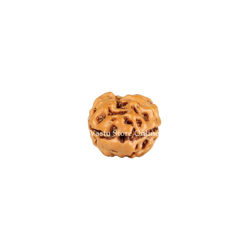 Natural 2 Face Java Rudraksha Only Rudraksha 9 to 12mm in India, UK, USA, All Country