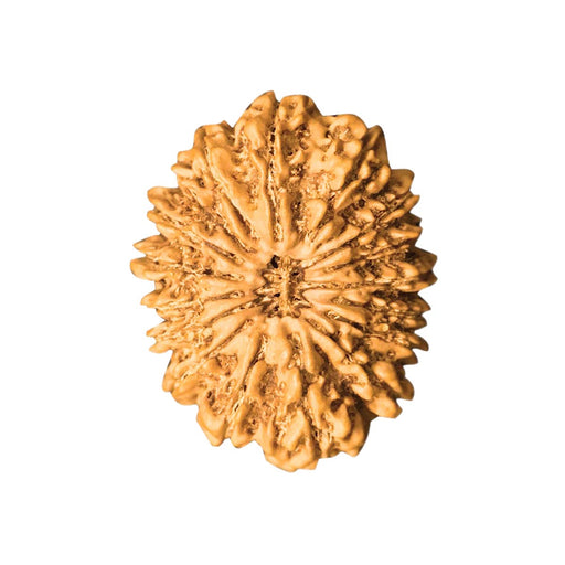 Natural 20 Face Nepali Rudraksha - Lab Certified in India, UK, USA, All Country