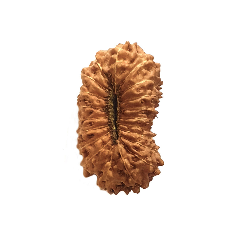 Natural 20 Face Java Rudraksha - Lab Certified in India, UK, USA, All Country