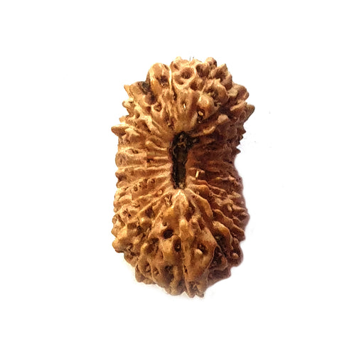 Natural 20 Face Java Rudraksha - Lab Certified in India, UK, USA, All Country