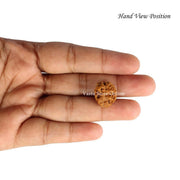 Natural 2 Face Nepali Rudraksha - Lab Certified in India, UK, USA, All Country