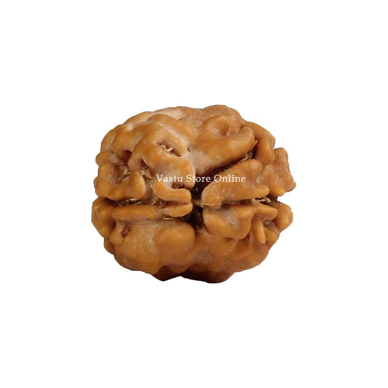 Natural 2 Face Nepali Rudraksha - Lab Certified in India, UK, USA, All Country