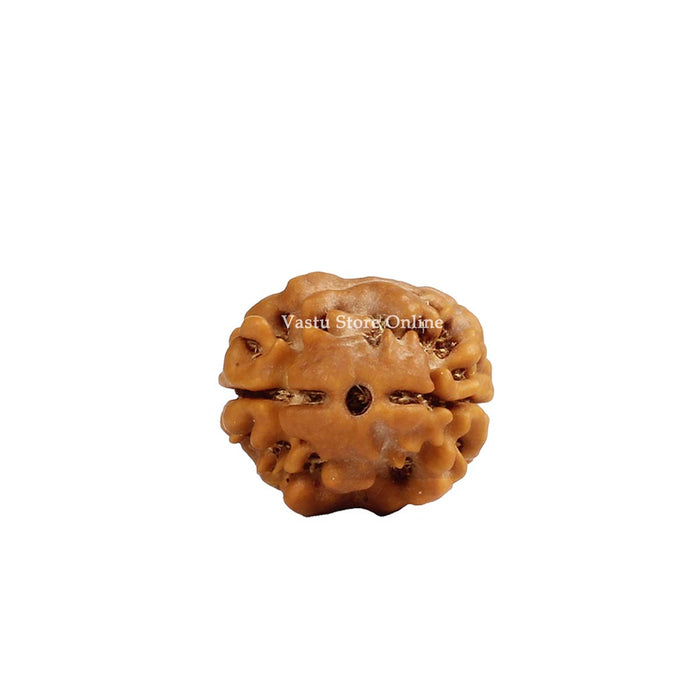 Natural 2 Face Nepali Rudraksha - Lab Certified in India, UK, USA, All Country
