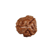Natural 3 Face Java Rudraksha Only Rudraksha 9 to 12mm in India, UK, USA, All Country