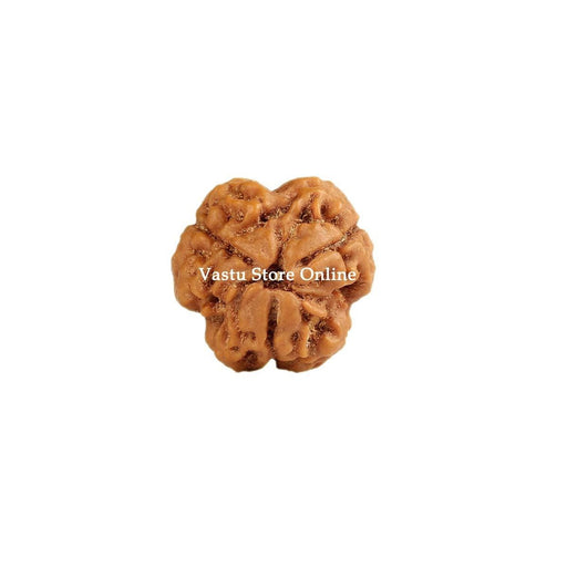 Natural 3 Face Nepali Rudraksha - Lab Certified in India, UK, USA, All Country