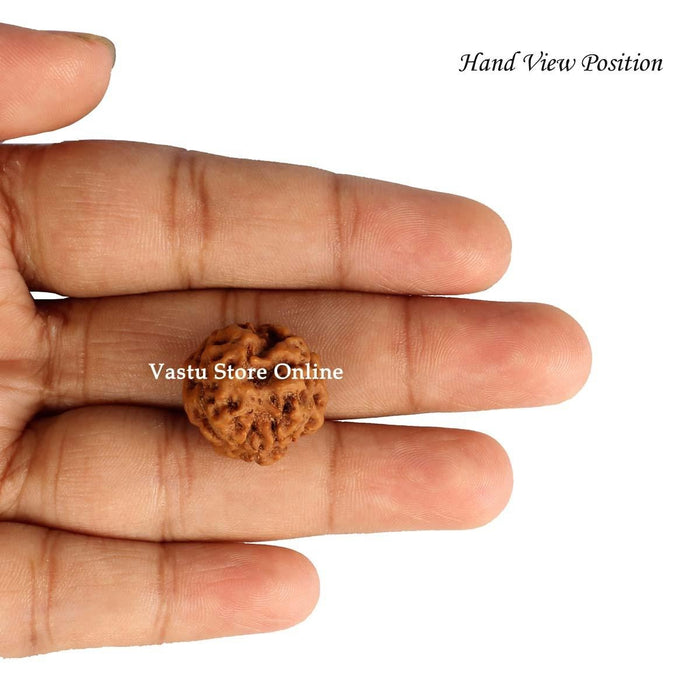 Natural 3 Face Nepali Rudraksha - Lab Certified in India, UK, USA, All Country