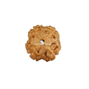 Natural 4 Face Java Rudraksha Only Rudraksha 9 to 12mm in India, UK, USA, All Country