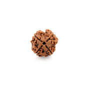 Natural 4 Face Nepali Rudraksha - Lab Certified in India, UK, USA, All Country