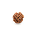 Natural 4 Face Nepali Rudraksha - Lab Certified in India, UK, USA, All Country