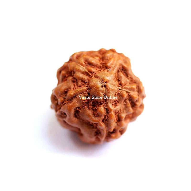 Natural 5 Face Java Rudraksha Only Rudraksha 9 to 12mm in India, UK, USA, All Country
