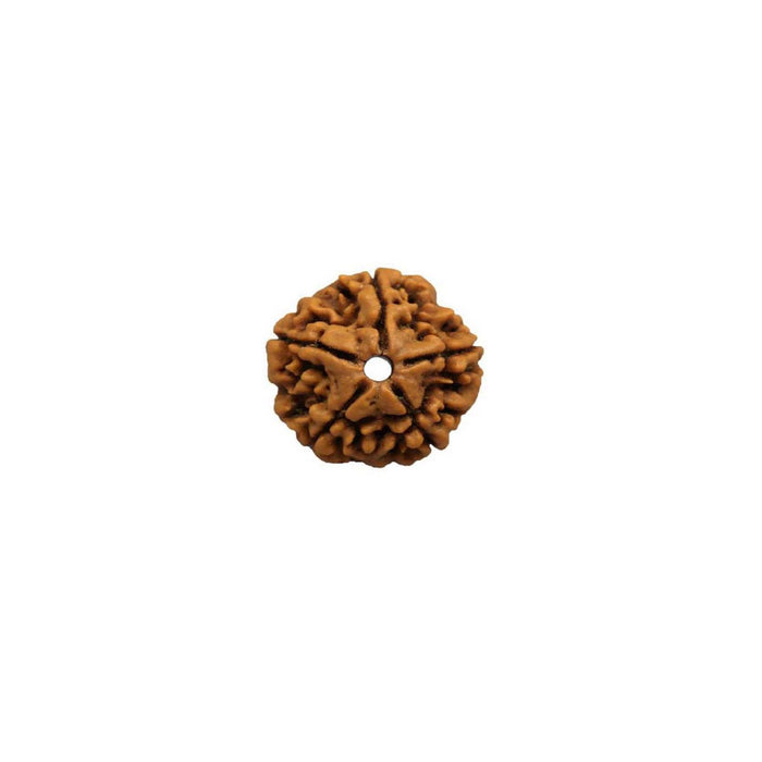 Natural 5 Face Nepali Rudraksha - Lab Certified in India, UK, USA, All Country