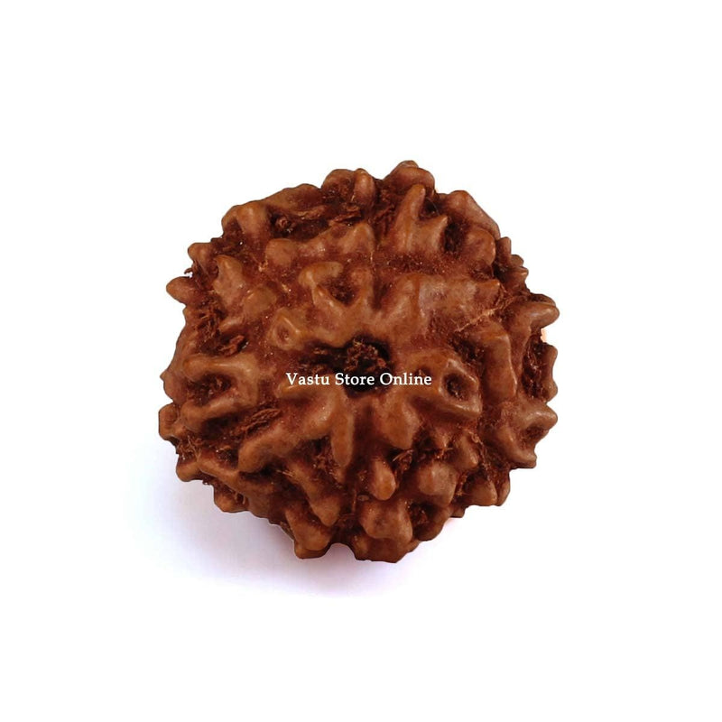 Natural 6 Face Java Rudraksha Only Rudraksha 9 to 12mm in India, UK, USA, All Country