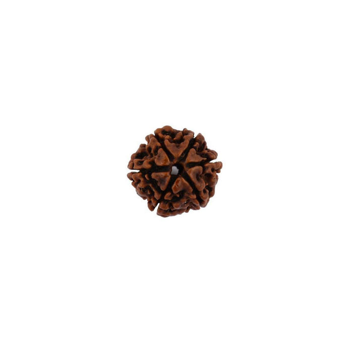 Natural 6 Face Nepali Rudraksha - Lab Certified in India, UK, USA, All Country