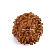 Natural 7 Face Java Rudraksha Only Rudraksha 9 to 12mm in India, UK, USA, All Country