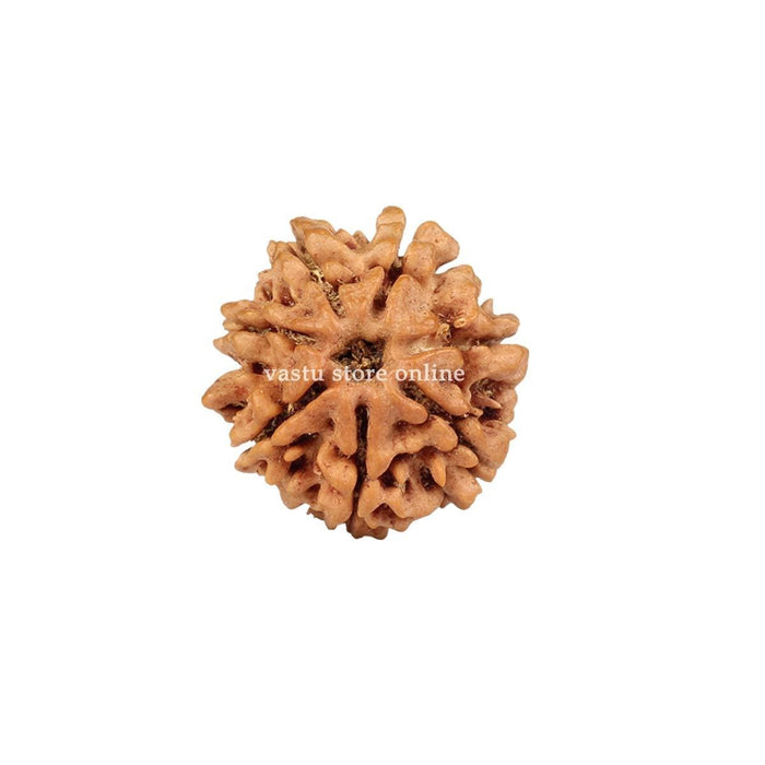 Natural 7 Face Nepali Rudraksha - Lab Certified Only Rudraksha in India, UK, USA, All Country