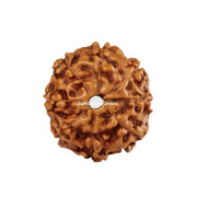 Natural 8 Face Java Rudraksha Only Rudraksha 9 to 12mm in India, UK, USA, All Country