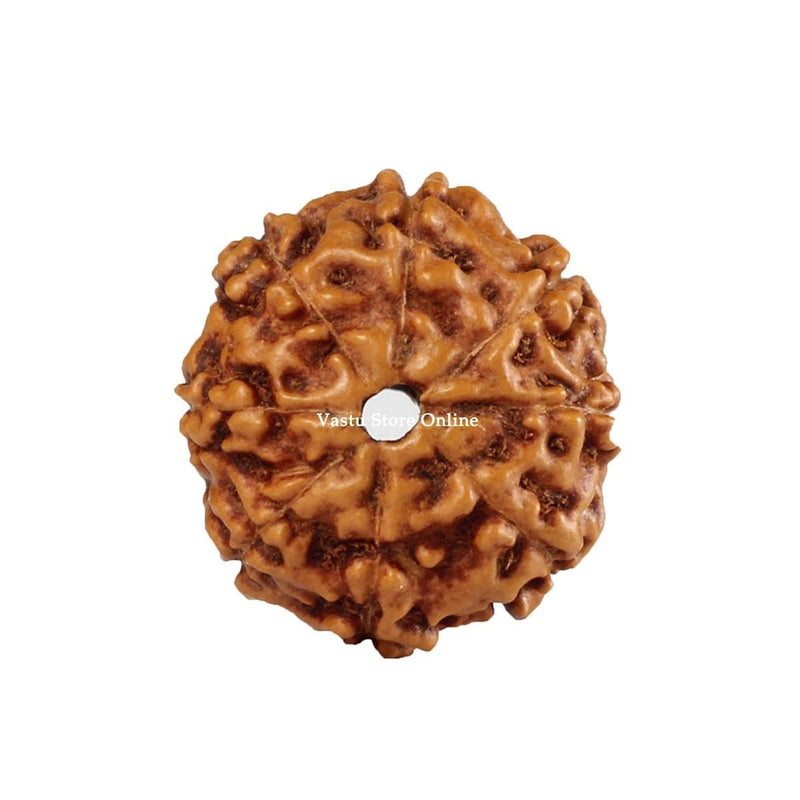 Natural 8 Face Java Rudraksha Only Rudraksha 9 to 12mm in India, UK, USA, All Country