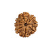 Natural 8 Face Nepali Rudraksha - Lab Certified Only Rudraksha in India, UK, USA, All Country