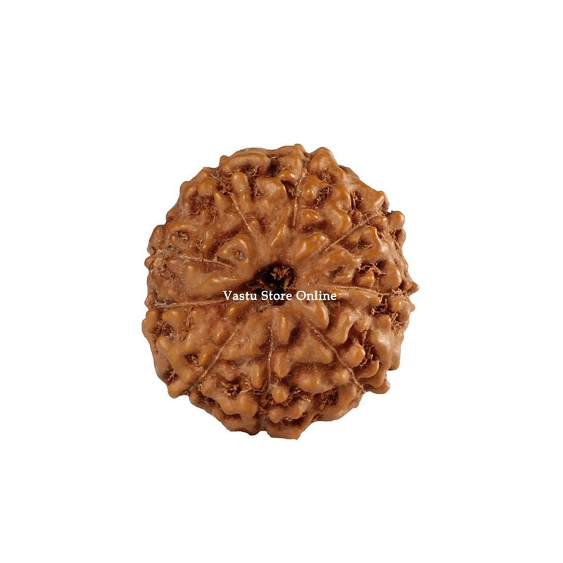 Natural 9 Face Java Rudraksha Only Rudraksha 9 to 12mm in India, UK, USA, All Country