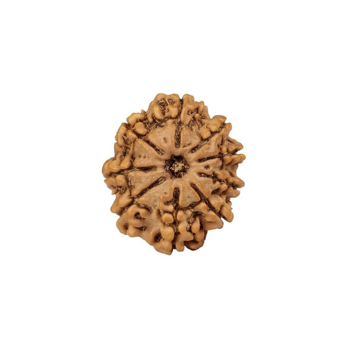 Natural 9 Face Nepali Rudraksha - Lab Certified Only Rudraksha in India, UK, USA, All Country