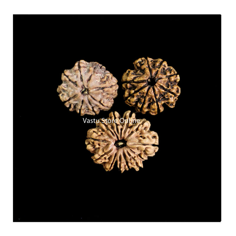2 pcs 8 Mukhi and 11 Mukhi Rudraksha Bhairava Protection Kavacham (Confidence and Courage) in India, UK, USA, All Country