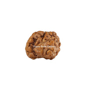 Natural Ganesh Face Java Rudraksha Only Rudraksha in India, UK, USA, All Country
