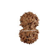 Natural Gauri Shankar Java Rudraksha Only Rudraksha in India, UK, USA, All Country
