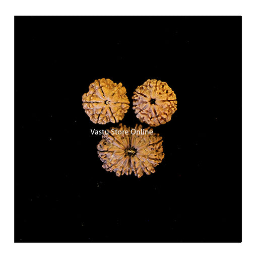 2 PCs 5 mukhi and 12 Mukhi Rudraksha Icchya Kriya Shakti (Desire and action alignment) in India, UK, USA, All Country