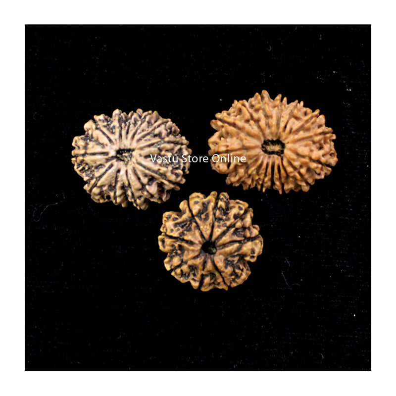 8, 12 and, 14 Mukhi Rudraksha Karya Siddhi Combination (Success and completion) in India, UK, USA, All Country