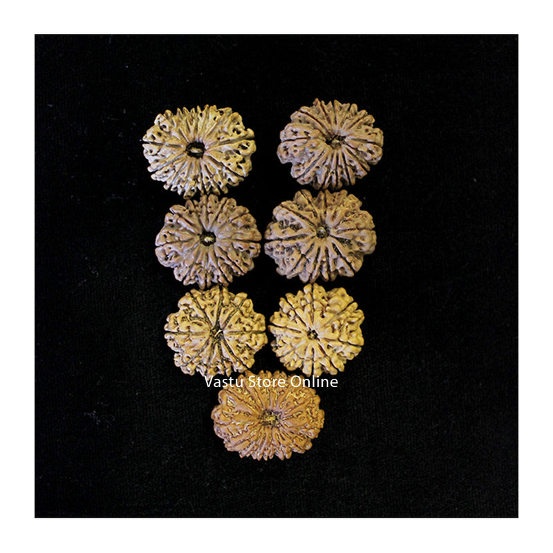 8, 9, 10, 11, 12, 13 and 14 Mukhi Rudraksha Navagraha Shanti Combinations (Planetary Support) in India, UK, USA, All Country