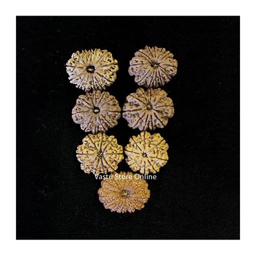 8, 9, 10, 11, 12, 13 and 14 Mukhi Rudraksha Navagraha Shanti Combinations (Planetary Support) in India, UK, USA, All Country