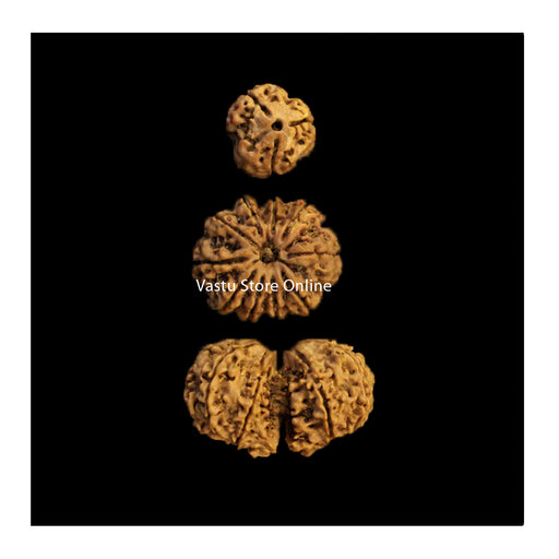 3,10 Mukhi and Gaurishankar Rudraksha Pariwara Sukha Shanti Combination ( Family peace and wellbeing) in India, UK, USA, All Country