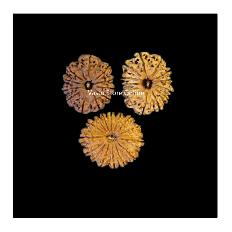 12, 13 and 15 Mukhi Rudraksha Rajya Laxmi Combination (Government and administration) in India, UK, USA, All Country