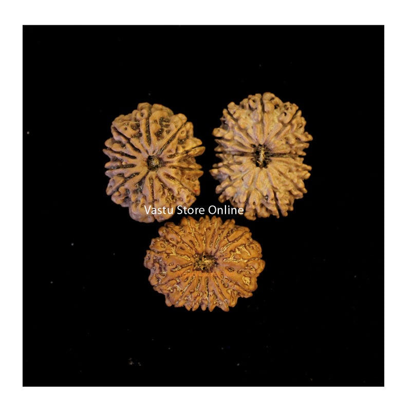 10, 12, and 14 Mukhi Rudraksha Saubhagya Combination (Good Fortune) in India, UK, USA, All Country