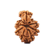 1 Mukhi Savar Nepali Rudraksha - Lab Certified in India, UK, USA, All Country