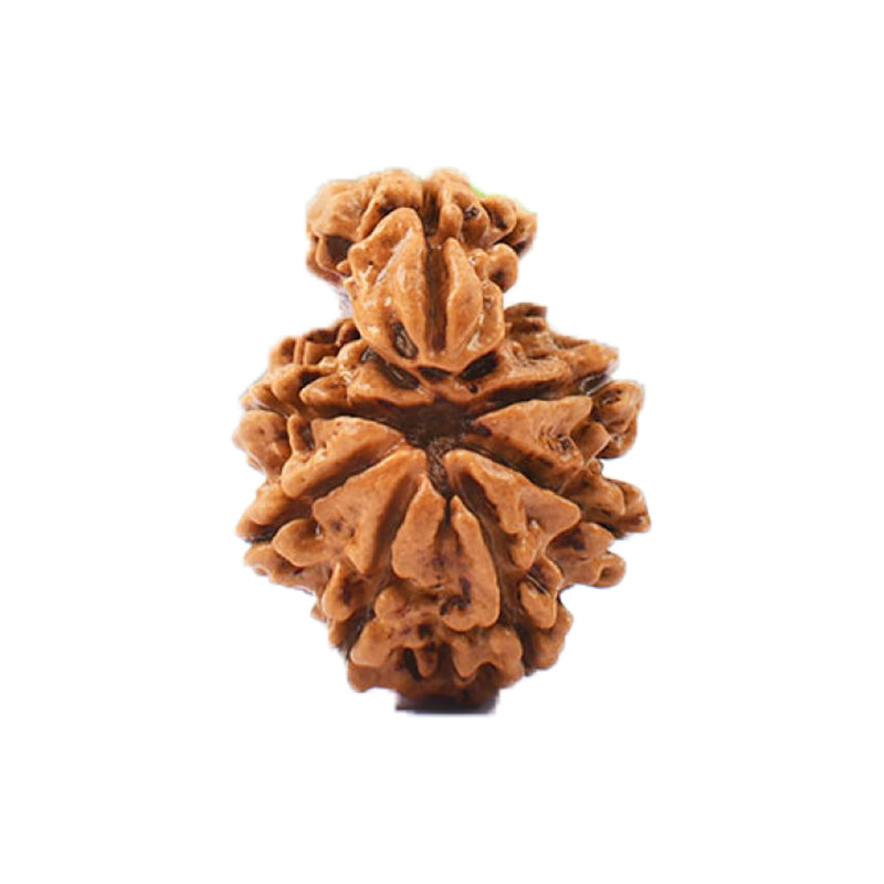 1 Mukhi Savar Nepali Rudraksha - Lab Certified in India, UK, USA, All Country