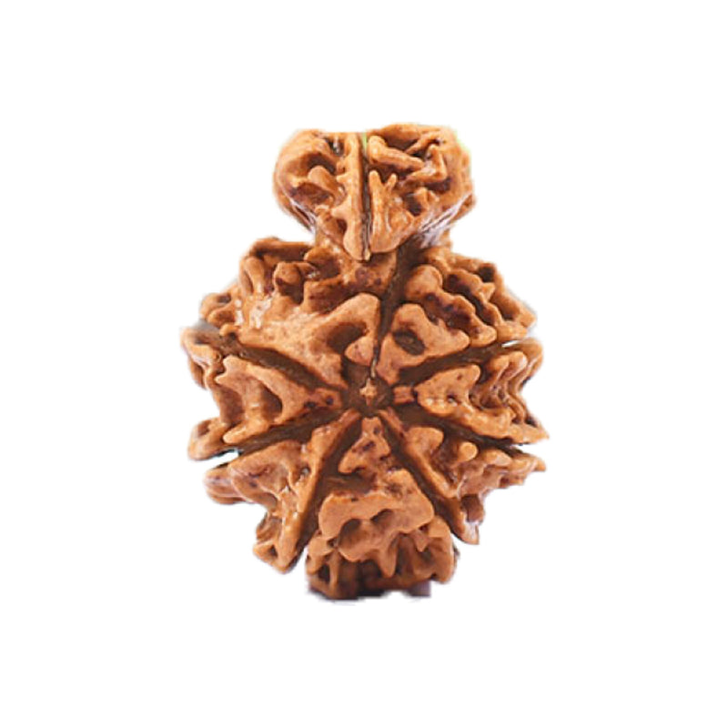1 Mukhi Savar Nepali Rudraksha - Lab Certified in India, UK, USA, All Country