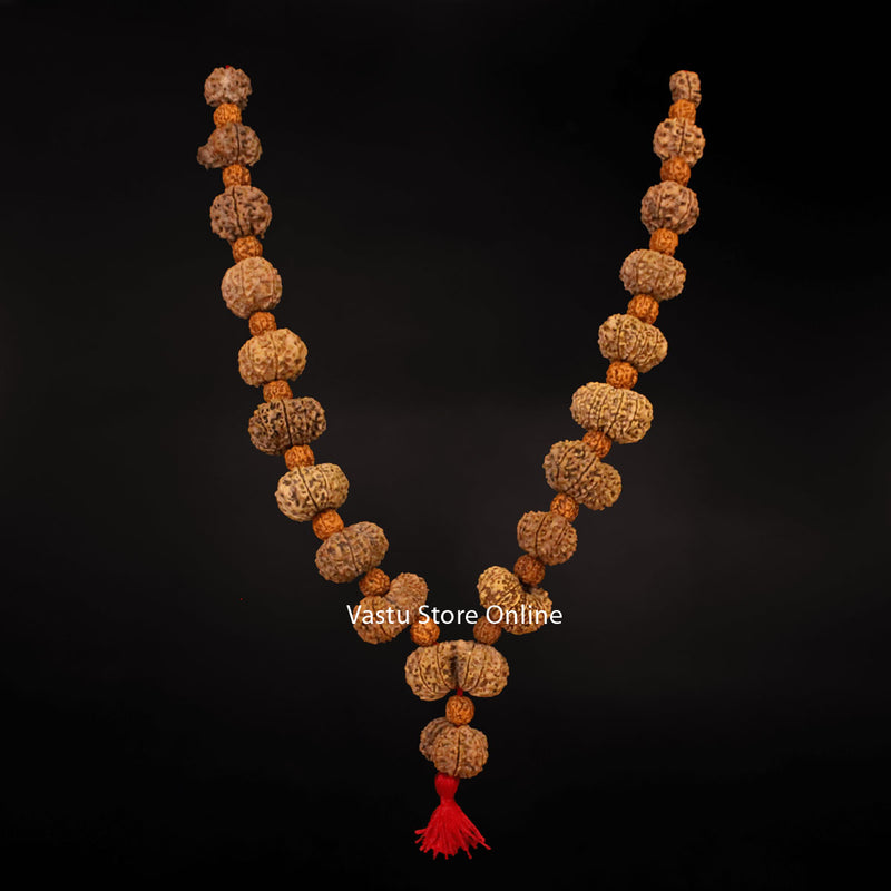 1 Mukhi Savar to 18 Mukhi Rudraksha, Gaurishankar and a Ganesh Rudraksha - Gayatri Siddha Mala Lab Certified in India, UK, USA, All Country