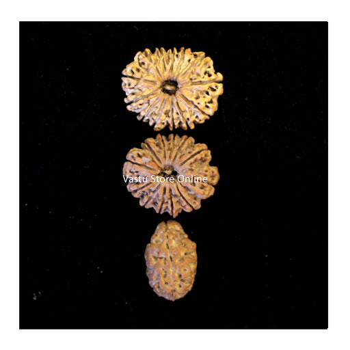 2 PCs 13 Mukhi and 2 Mukhi Rudraksha Vak Shuddhi Combination (Communication and persuasion) in India, UK, USA, All Country