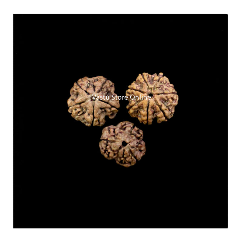 3,5 and 7 Mukhi Rudraksha Vidyadhari Saraswati Combination (Knowledge and Wisdom) in India, UK, USA, All Country