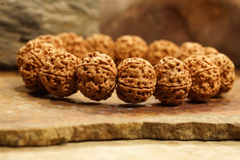 Five Face Rudraksha Adjustable Bracelet Very Large Rudraksha Beads - 20mm in India, UK, USA, All Country