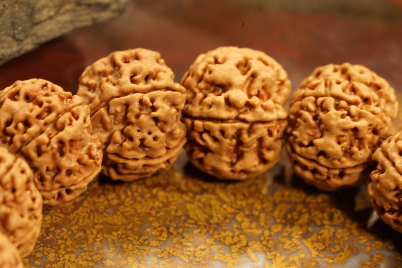Five Face Rudraksha Adjustable Bracelet Very Large Rudraksha Beads - 20mm in India, UK, USA, All Country