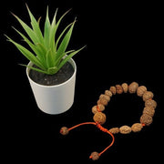 Victory Bracelet - 2 to 16 Mukhi Rudraksh + Gauri Shankar & Ganesh in India, UK, USA, All Country