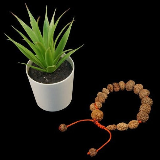 Victory Bracelet - 2 to 16 Mukhi Rudraksh + Gauri Shankar & Ganesh in India, UK, USA, All Country
