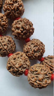 5 Face Nepali Rudraksha knotted Prayer Kantha Mala Necklace 32+1 Beads in India, UK, USA, All Country