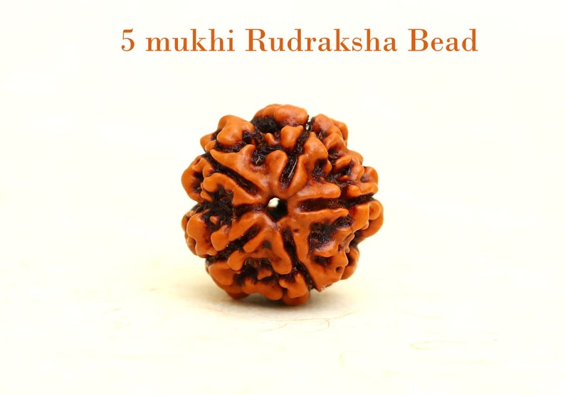5 Mukhi Nepali Rudraksha Bead Water Therapy in India, UK, USA, All Country