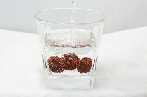 5 Mukhi Nepali Rudraksha Bead Water Therapy in India, UK, USA, All Country