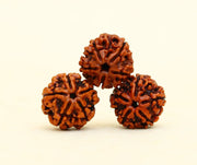5 Mukhi Nepali Rudraksha Bead Water Therapy in India, UK, USA, All Country