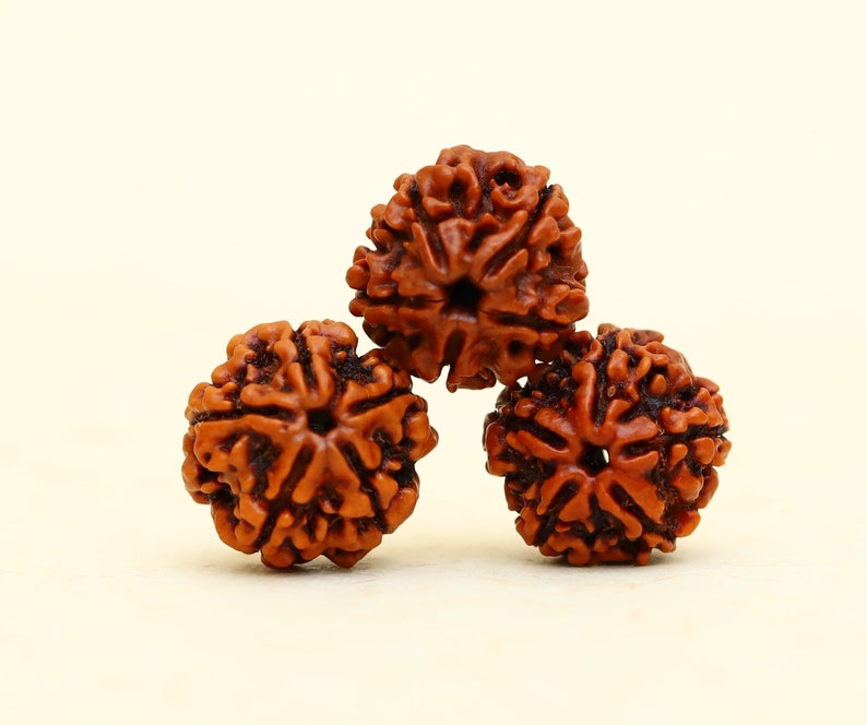5 Mukhi Nepali Rudraksha Bead Water Therapy in India, UK, USA, All Country