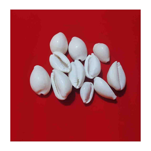 Natural Original White Kawdi for Laxmi Pooja in India, UK, USA, All Country